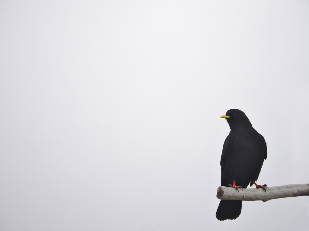Psalm 102: Lonely on a&nbsp;Housetop