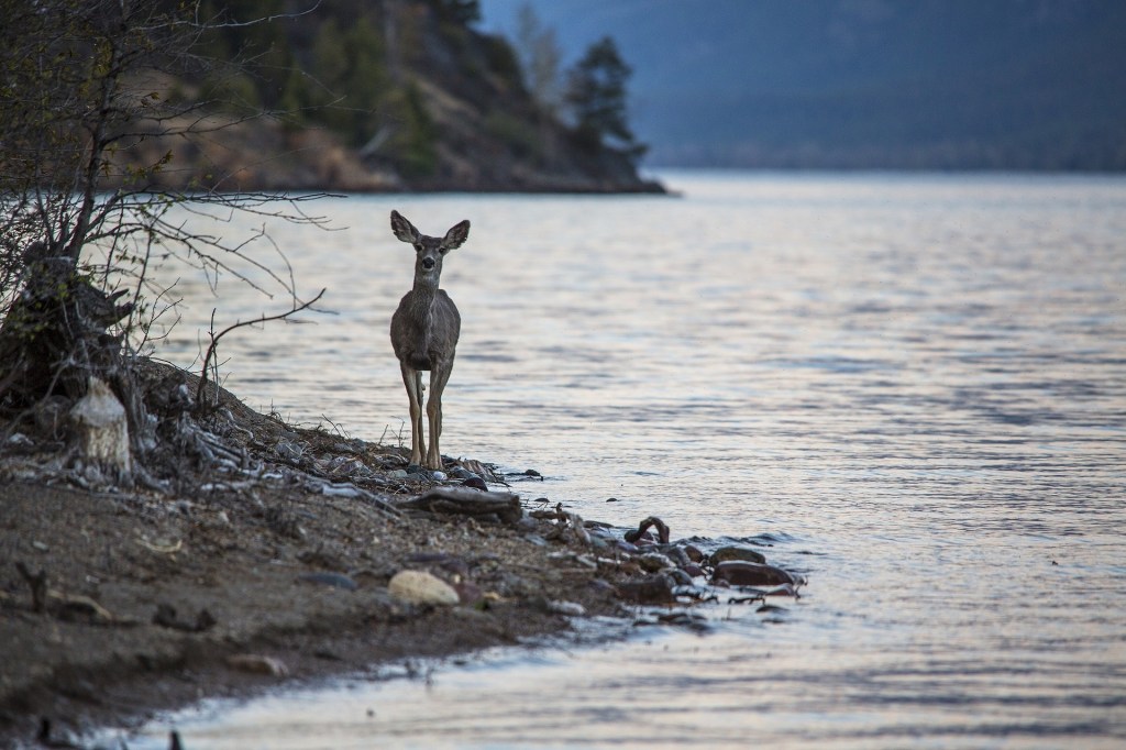 Psalm 42: Deep Calls to&nbsp;Deep