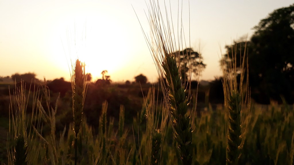 Growing in the Wheat and the&nbsp;Weeds