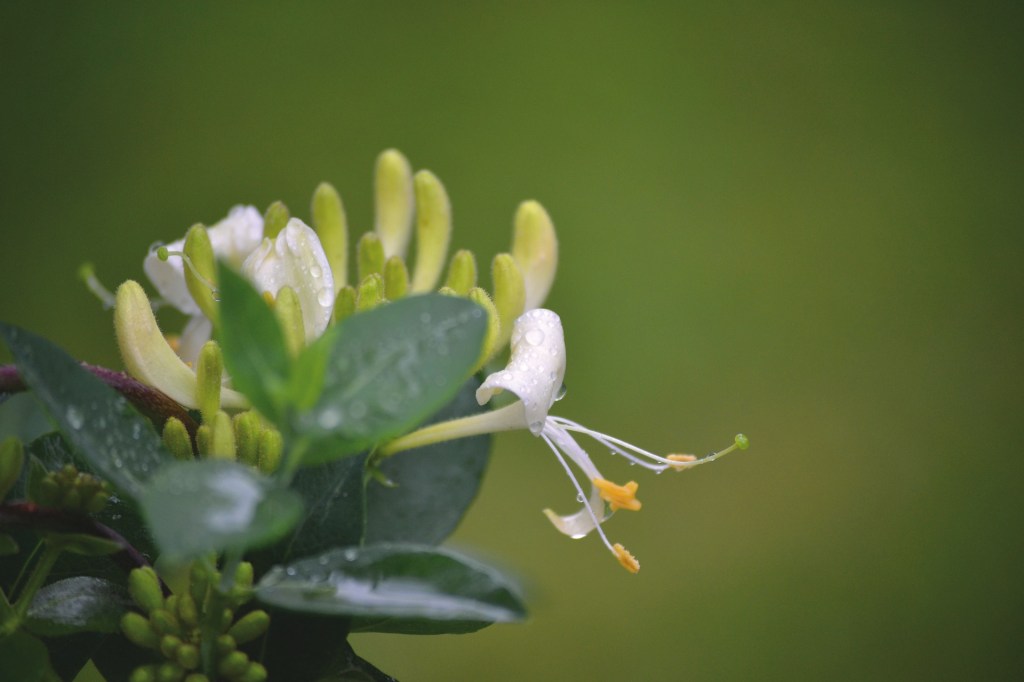 Transitions in Late&nbsp;Spring