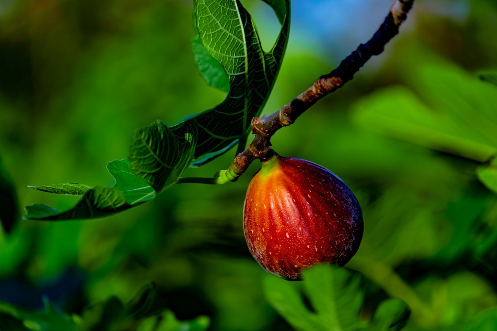 What is the Fruit?