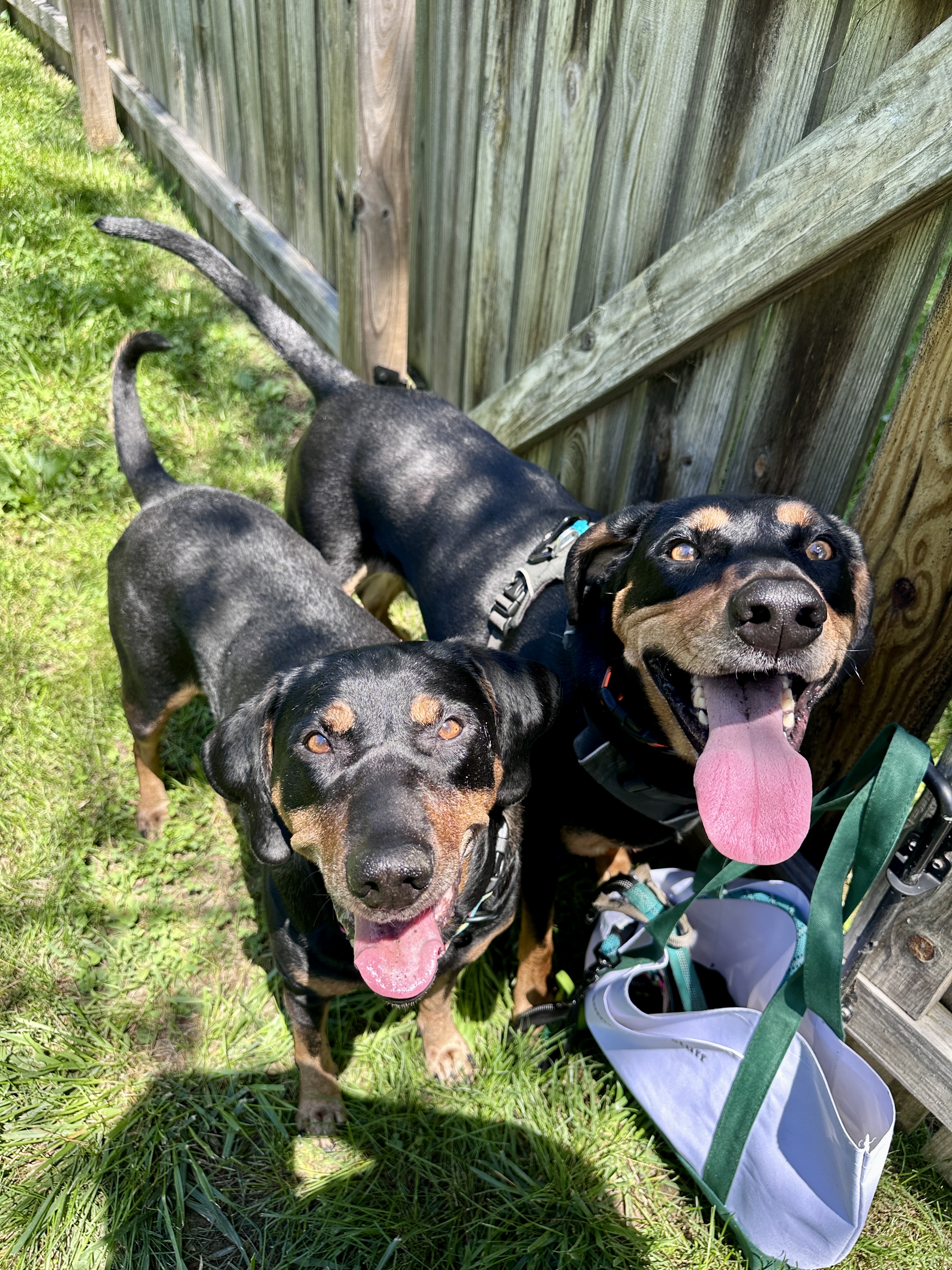 Coaks and Ollie are very happy about summer